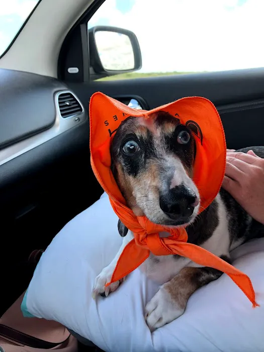 Sea Paws Veterinary Services 12