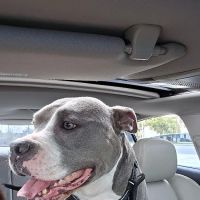Animal Medical Group ico
