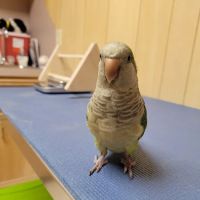 Fur Feathers and Friends Veterinary Hospital ico