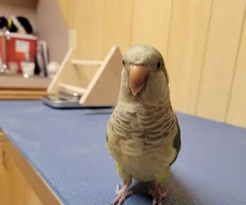 Fur Feathers and Friends Veterinary Hospital