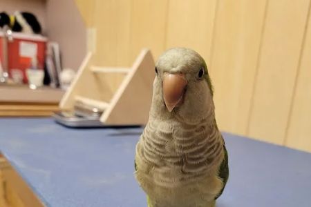 Fur Feathers and Friends Veterinary Hospital