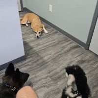 Bay Creek Animal Clinic ico