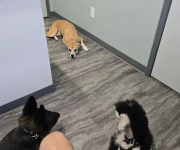Bay Creek Animal Clinic