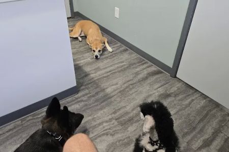 Bay Creek Animal Clinic
