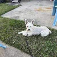 Clear Falls Animal Hospital ico