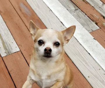 St Tammany Pet Center