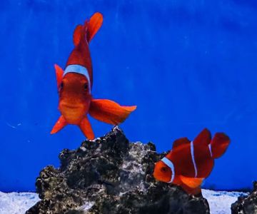 The Aqua-Arium, LLC