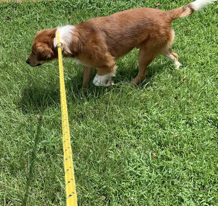 Pearland Canine Resource Center 12