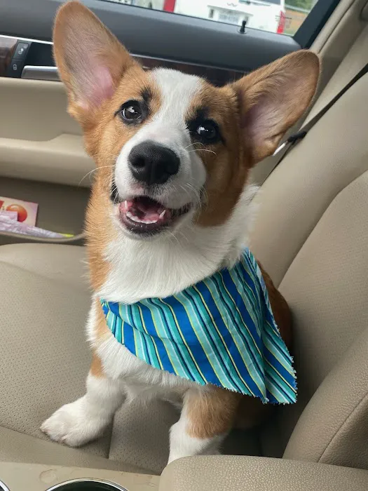 Pearland Canine Resource Center 12