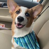 Pearland Canine Resource Center ico