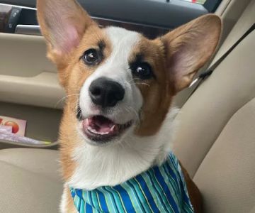 Pearland Canine Resource Center