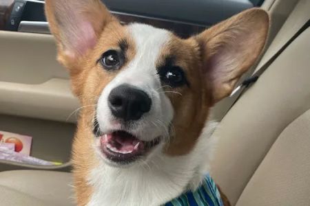 Pearland Canine Resource Center