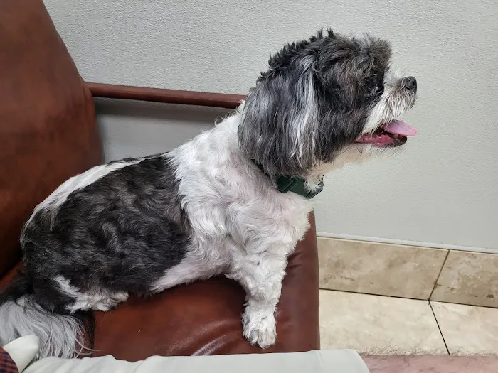 Family Animal Hospital of Friendswood 12