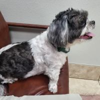 Family Animal Hospital of Friendswood ico