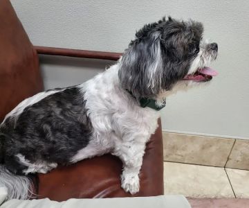 Family Animal Hospital of Friendswood