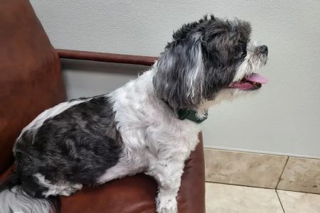 Family Animal Hospital of Friendswood