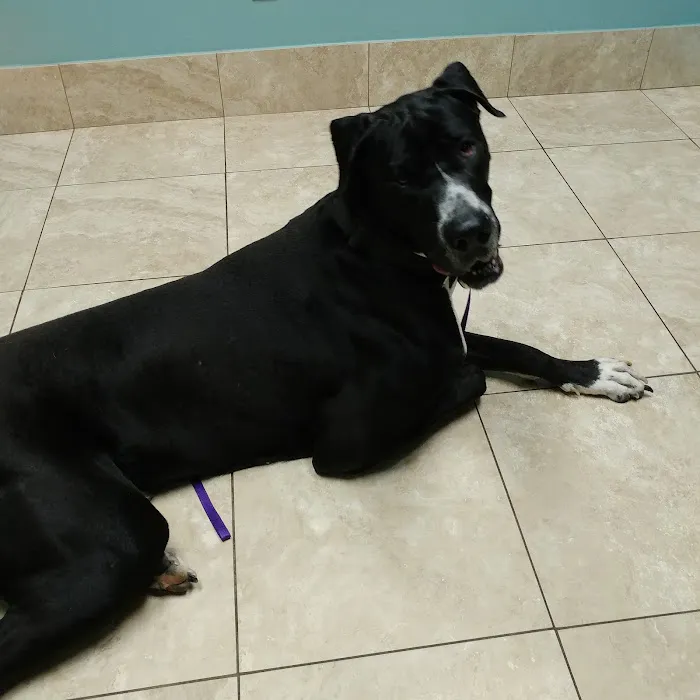 Family Animal Hospital of Friendswood 12