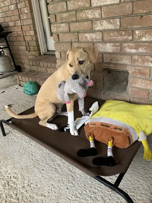 Family Animal Hospital of Friendswood 12