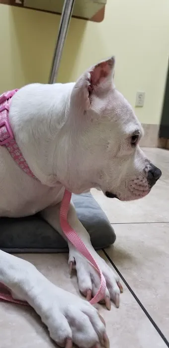 Family Animal Hospital of Friendswood 12
