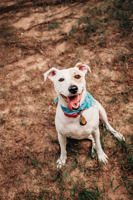 Friendswood Animal Clinic 12