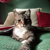 Friendswood Animal Clinic ico