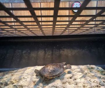 Petco
