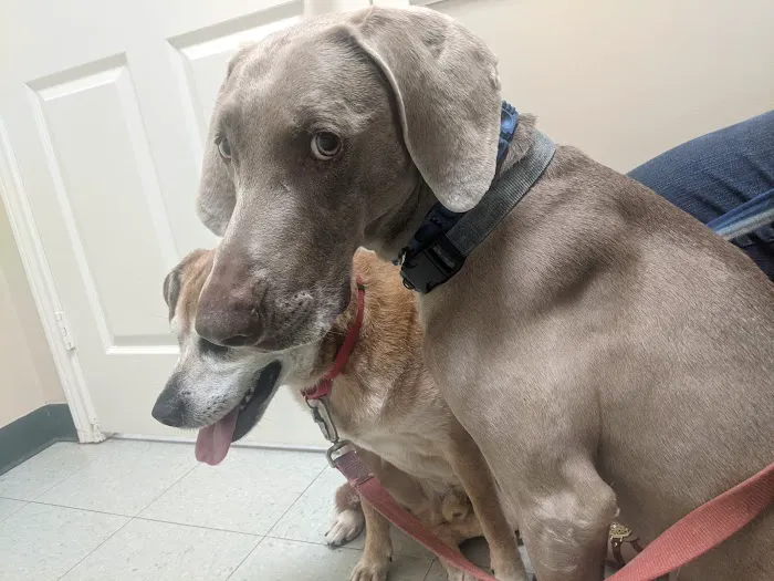 Barker Cypress Animal Clinic 12