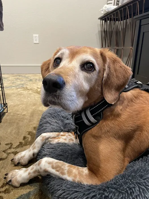 Barker Cypress Animal Clinic 12