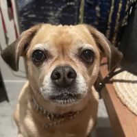 Barker Cypress Animal Clinic ico