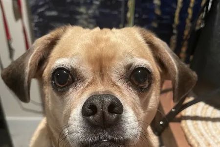 Barker Cypress Animal Clinic
