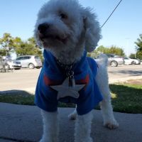 Vetco Vaccination Clinic ico