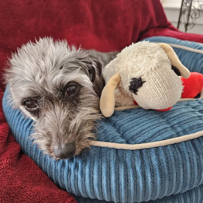 Livewell Animal Hospital of Cypress 3