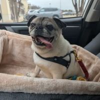 Livewell Animal Hospital of Cypress ico