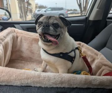 Livewell Animal Hospital of Cypress