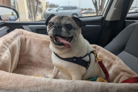 Livewell Animal Hospital of Cypress