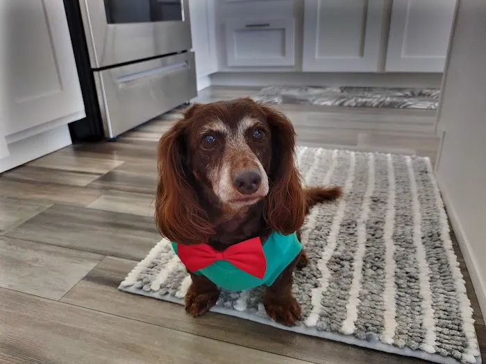 HealthySmiles Pet Dental 12