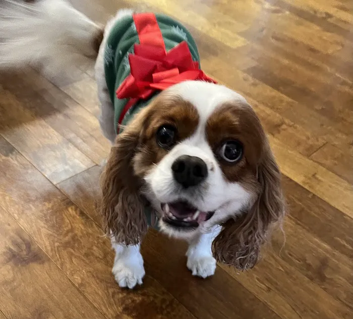 HealthySmiles Pet Dental 12