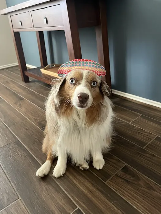HealthySmiles Pet Dental 12