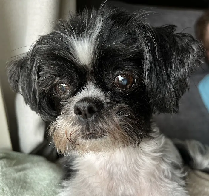 HealthySmiles Pet Dental 12