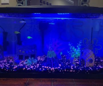 Fins & Friends