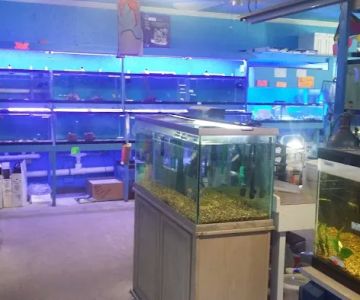 Ken's Tropical Fish