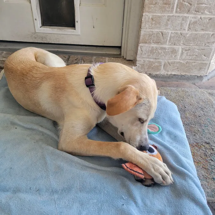 Lone Star Veterinary Hospital 12
