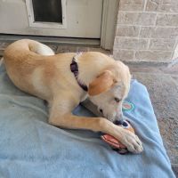 Lone Star Veterinary Hospital ico