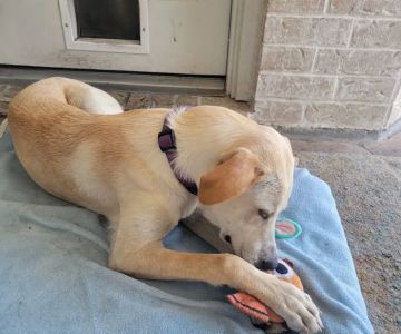 Lone Star Veterinary Hospital