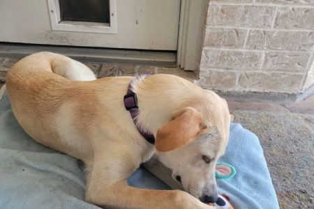 Lone Star Veterinary Hospital