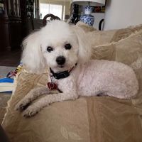 Vanguard Veterinary Clinic - Cypress ico