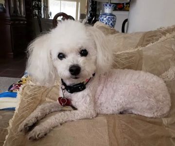 Vanguard Veterinary Clinic - Cypress