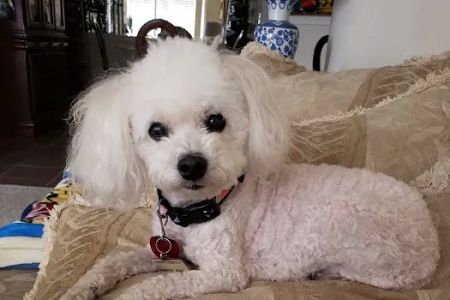 Vanguard Veterinary Clinic - Cypress