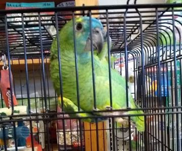 Bayouabird