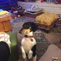Blackhorse Animal Hospital ico